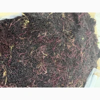 Продам бузину оригінал шокова заморозка