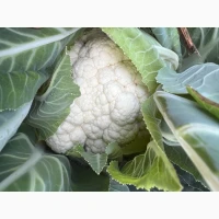 Продам цвітну капусту