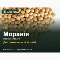 Купити сою Моравія на посів - еліта, РН-1