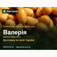 Конюшина олександрійська Валерія - насіння для посіву
