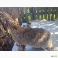 Продам кроликов породы фландр