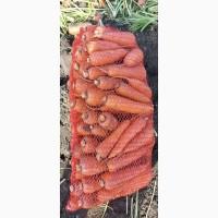Продам морковь, сорт Абако