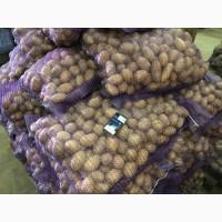 Продам Товарный и Посадочный картофель! Спеши