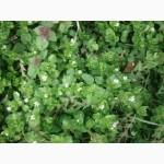 Сок мокрицы