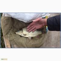 Продам двухлетнего карпа и толстолоба