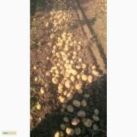 Класний картофель оптом