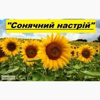 Продам гібрид соняшника СОНЯЧНИЙ НАСТРІЙ