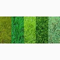 Люцерна сорт Надежда.чистота 99% от 93 грн