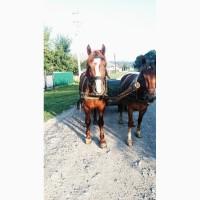 Коні ваговози