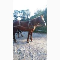 Коні ваговози