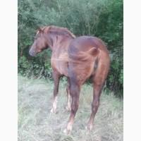 Коні ваговози