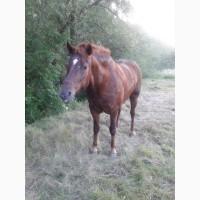 Коні ваговози