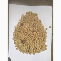 Продам чечевицу, сорт Линза