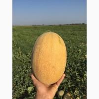Продам дыню