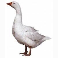 Продам мясо утки и гуся