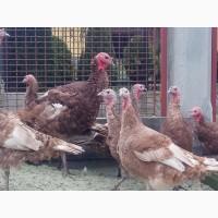 Індюки селекційні темно-червоні бурбони