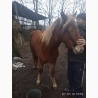 Продам кобилу