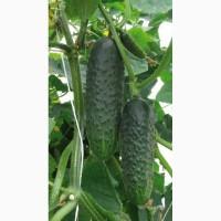 Продам огурец