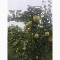 Продам айву на переработку в Молдавии