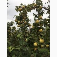 Продам айву на переработку в Молдавии