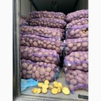 Продам т картофель