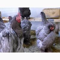 ПРОДАЕМ ИНКУБАЦИОННОЕ ЯЙЦО, яйца, Кохинхин, мрамор, голубой, чистокровные