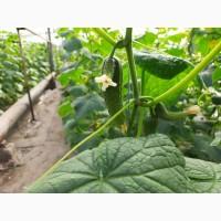 Продам огурцы