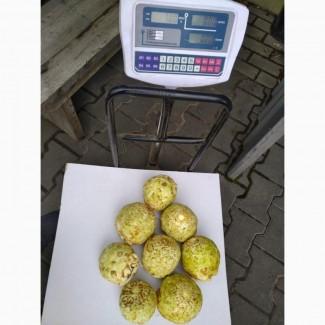 Cельдерей 400-1200
