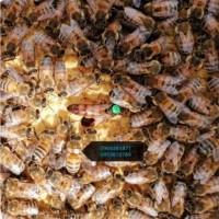 Продам матки Бакфаст