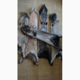 Куплю шкурки кролика