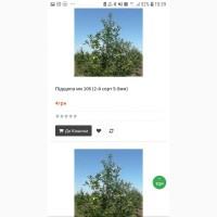 Продам саджанці яблуні