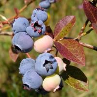 Голубика. Саженцы