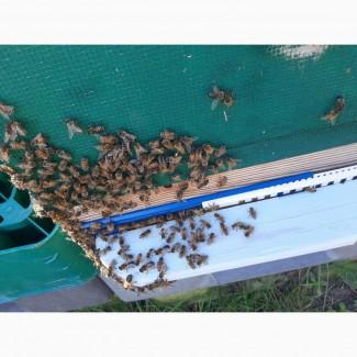 Продам пчел, пчелопакеты по записи