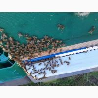 Продам пчел, пчелопакеты по записи