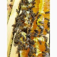 Продам пчел, пчелопакеты по записи