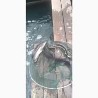 Осетр для зарыбления водоемов
