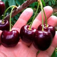 Продам черешню различных сортов (от производителя)