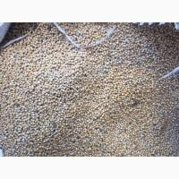 Купуємо гірчицю білу та жовту