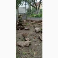 Продам мисливські фазани