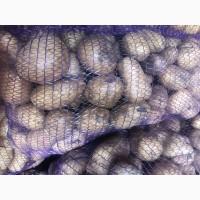 Продам семенной картофель, сорт Прада и Конект