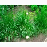 Продаємо насіння Костриці (Вівсяниці) Червоної (також з ПДВ)