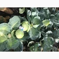 Продам капусту