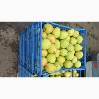 Продам домашню грушу АМФОРА