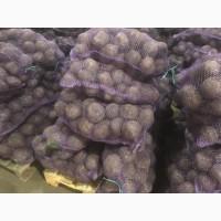 Продам буряк крупного калібру