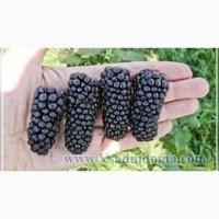 Продам ожину