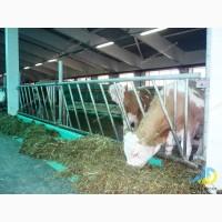 Роздільник стійловий для безприв#039;язного утримання MetallDreamUA