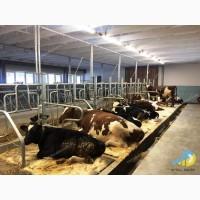 Роздільник стійловий для безприв#039;язного утримання MetallDreamUA