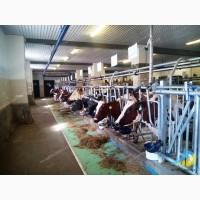 Роздільник стійловий для безприв#039;язного утримання MetallDreamUA