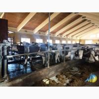 Роздільник стійловий для безприв#039;язного утримання MetallDreamUA