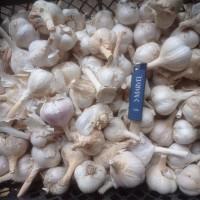 Продам часник